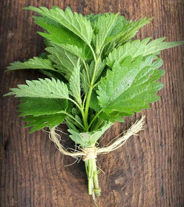 Nettle Leaf
