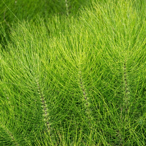 Horsetail Extract